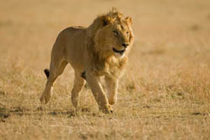 lion male running